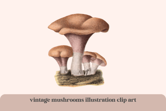 Download Vintage Clip Art Mushrooms Illustration - Clip art Collection